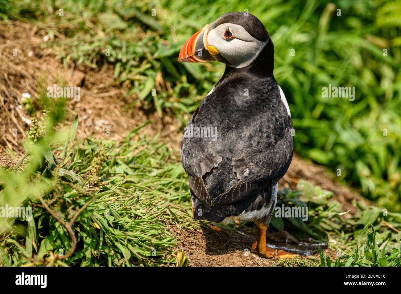Skomer Island Puffins nichant et interagissant avec leurs copains sur l'île Skomer, Pembrokeshire, la plus grande colonie de macareux du sud du Royaume-Uni. Banque D'Images