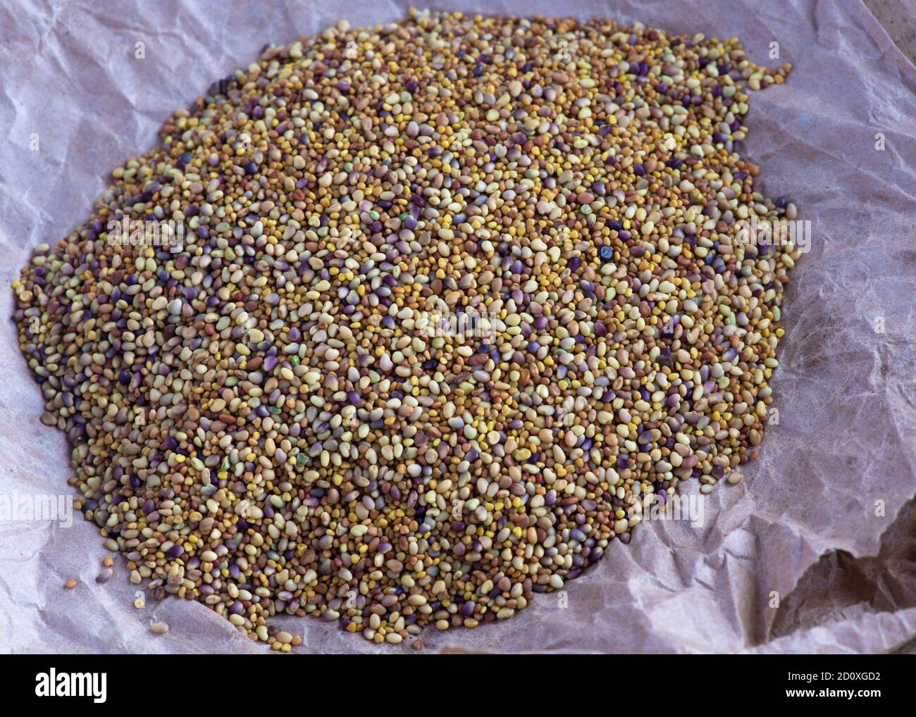 pile de grains de trèfle tiré par le dessus sur papier blanc prêt à semer. espace pour le recouvrement de texte dans l'arrière-plan Banque D'Images