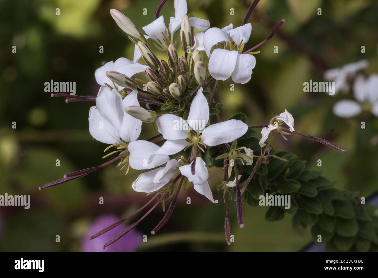 Fleur d'araignée la fleur de Cleome houtteana est une plante avec des fleurs de craie de combinaisons rose, pourpre et blanc Banque D'Images