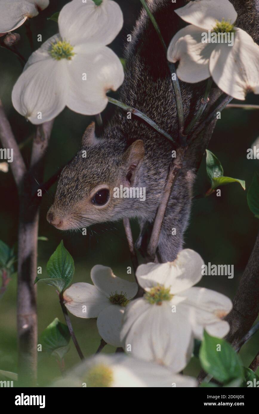 Le jeune écureuil sort entre les fleurs de cornouiller dans un arbre en fleurs, au printemps, Missouri, États-Unis Banque D'Images