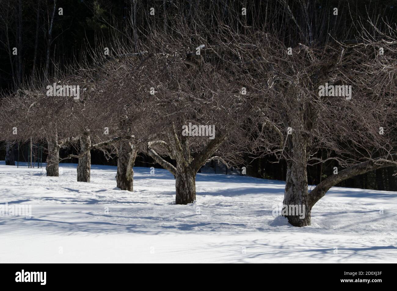 Rangée de pommiers dans le verger d'hiver, North Yarmouth Maine, États-Unis Banque D'Images