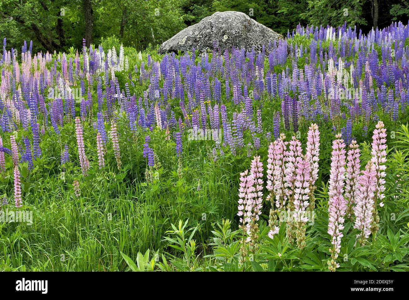 Immense bloc de granit et champ de lupin rose, bleu et blanc à fleurs d'été (Lupinus) près de Sugar Hill, New Hampshire. Banque D'Images