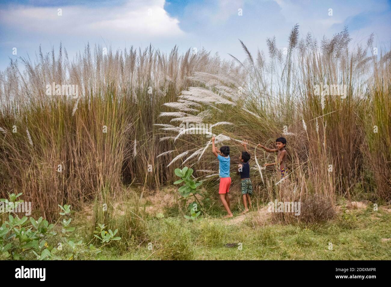 Hoogly, Inde. 03ème octobre 2020. Enfants essayant de cueillir des fleurs de Kans dans le champ. La fleur de KanS (fleur de Saccharum spontaneum, herbe de Kans, fleur d'herbe de canne à sucre sauvage) pousse pendant la saison d'automne. Crédit : SOPA Images Limited/Alamy Live News Banque D'Images