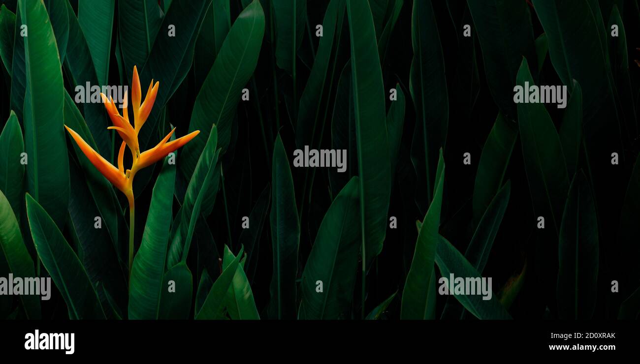 Fleur d'Heliconia orange avec fond de feuillages tropicaux foncés et luxuriants. Banque D'Images Fleur d'Heliconia orange avec fond de feuillages tropicaux foncés et luxuriants. Banque D'Images