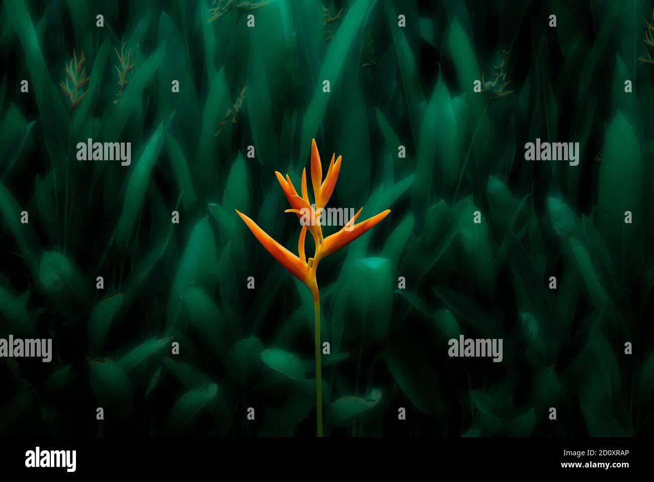 Fleurs exotiques tropicales d'orange qui fleurissent sur une feuille luxuriante, fond vert foncé. Banque D'Images Fleurs exotiques tropicales d'orange qui fleurissent sur une feuille luxuriante, fond vert foncé. Banque D'Images