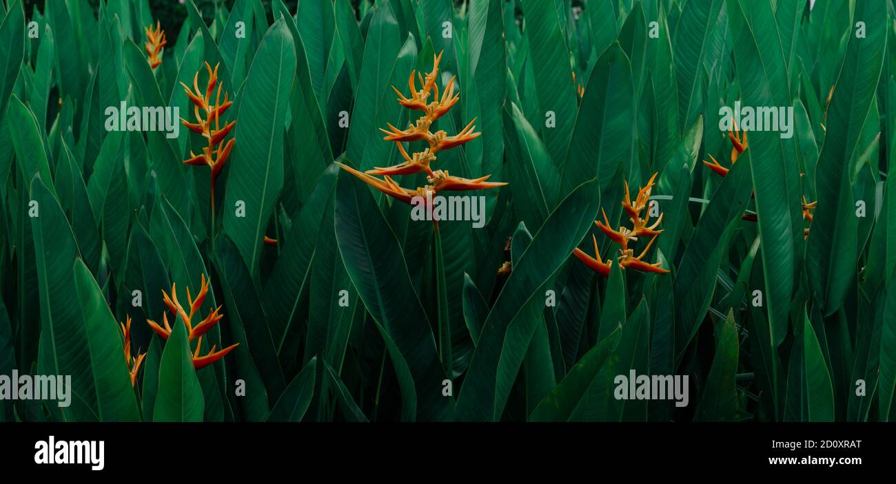 Beaucoup de fleurs exotiques tropicales d'orange fleurissent sur des feuilles luxuriantes, fond vert foncé nature. Banque D'Images