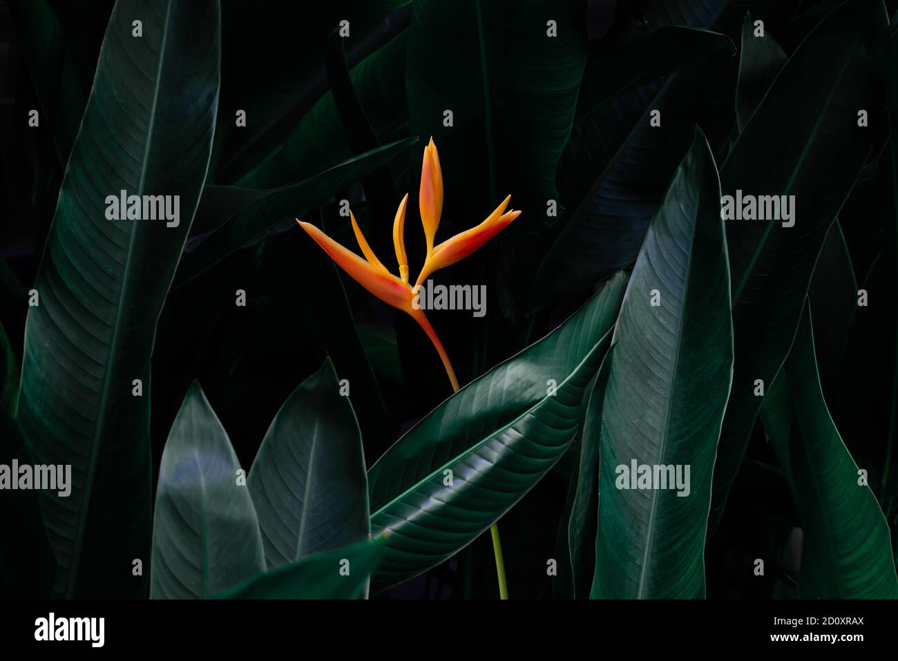 fleur exotique sur fond vert foncé tropical feuillage nature. Banque D'Images fleur exotique sur fond vert foncé tropical feuillage nature. Banque D'Images