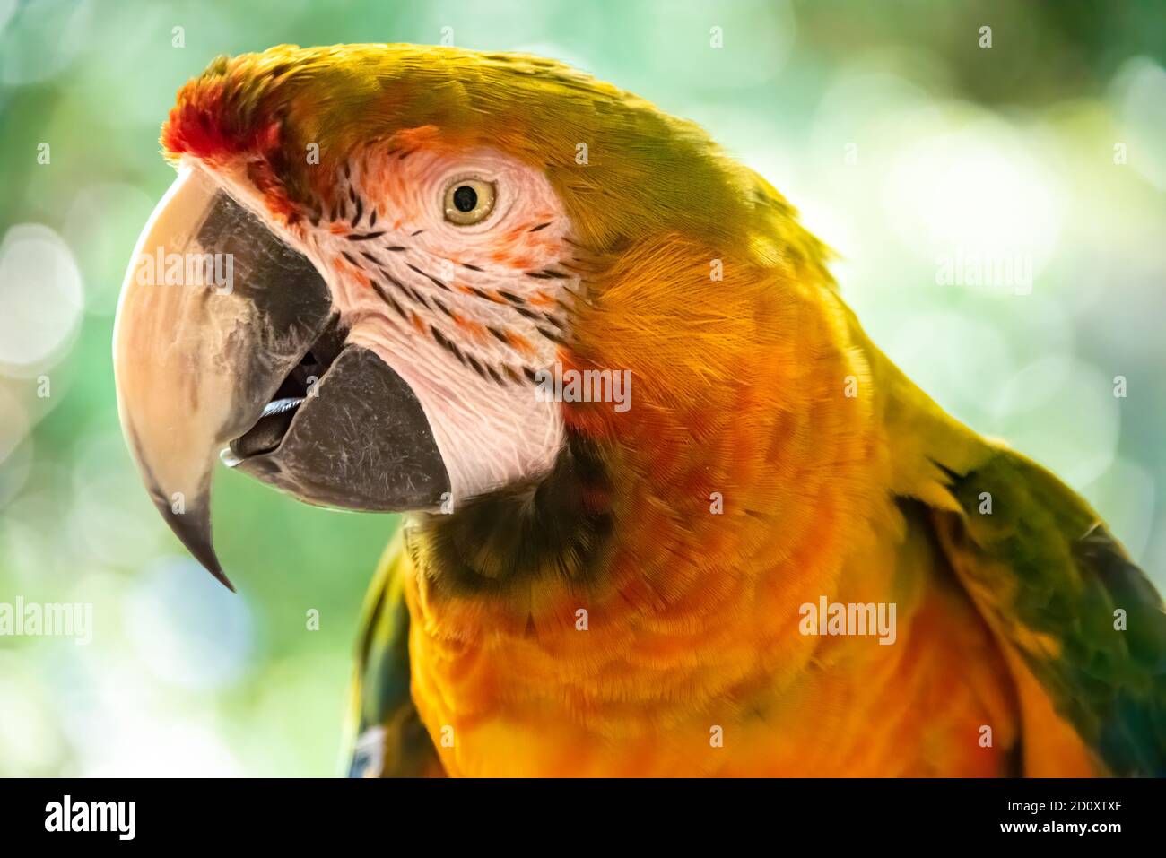 Une macaw hybride colorée qui parle et chante à Busch Gardens Tampa Bay à Tampa, Floride. (ÉTATS-UNIS) Banque D'Images