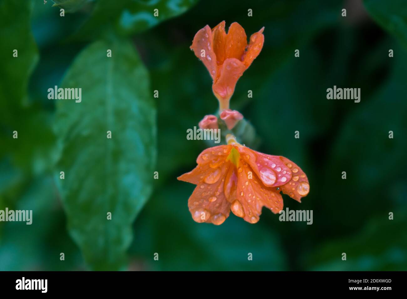 Une vue rapprochée des fleurs de pétards de couleur safran avec Gouttelettes d'eau assis sur eux, fleurs de Cassandra Banque D'Images