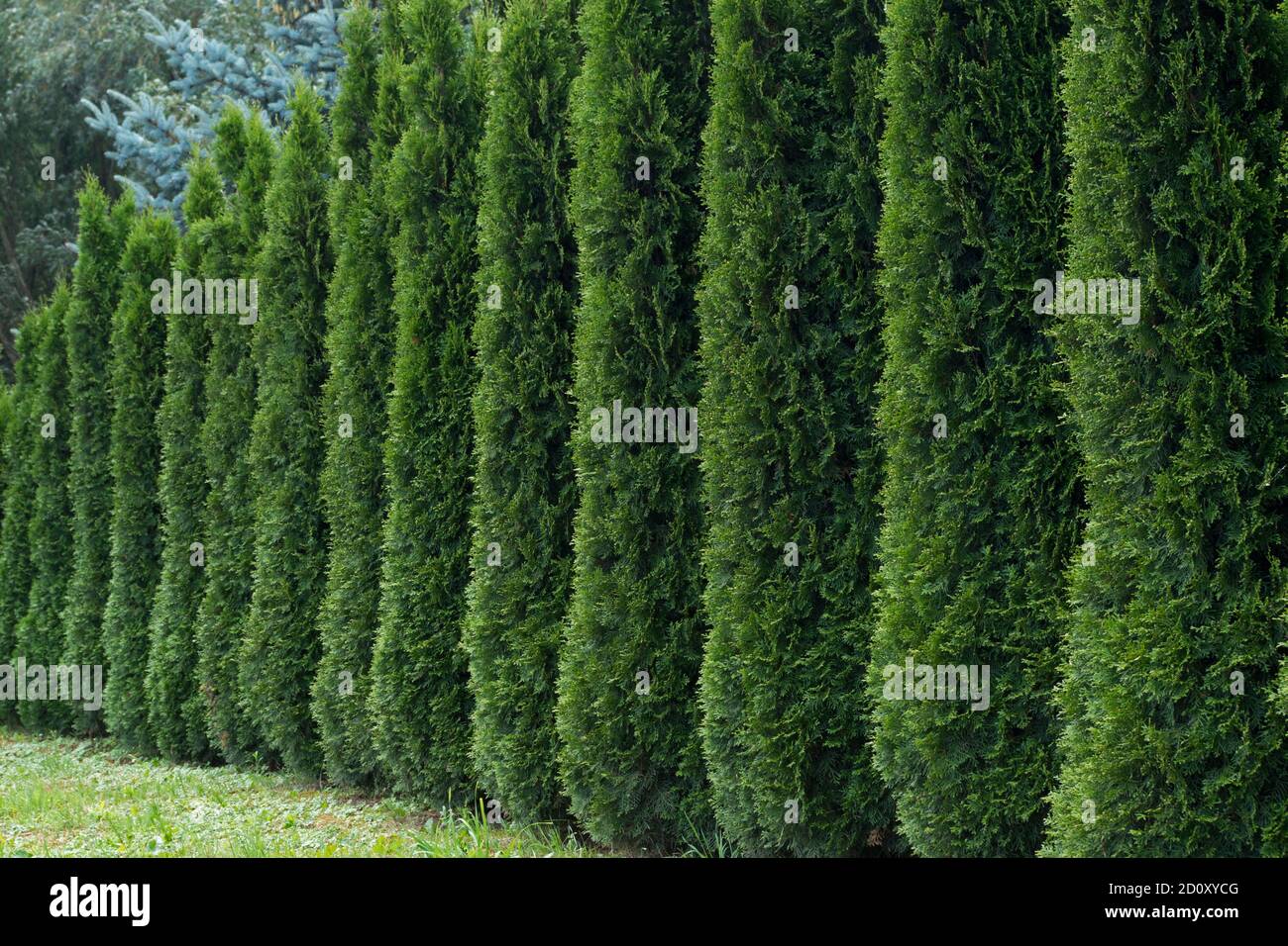 Hedge, qui est une série de thuya pyramide vert vertical avec le feuillage à aiguille duveteuse en perspective sur fond de forêt Banque D'Images