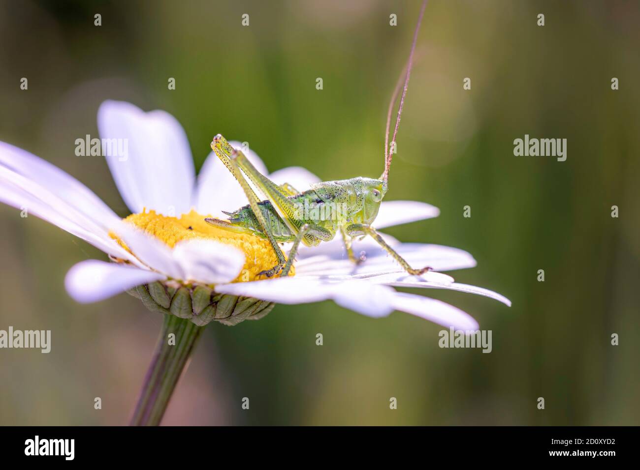 Grand cricket vert du Bush - Tetigonia viridissima - reposant Fleur de Leucanthemum - marguerite Banque D'Images