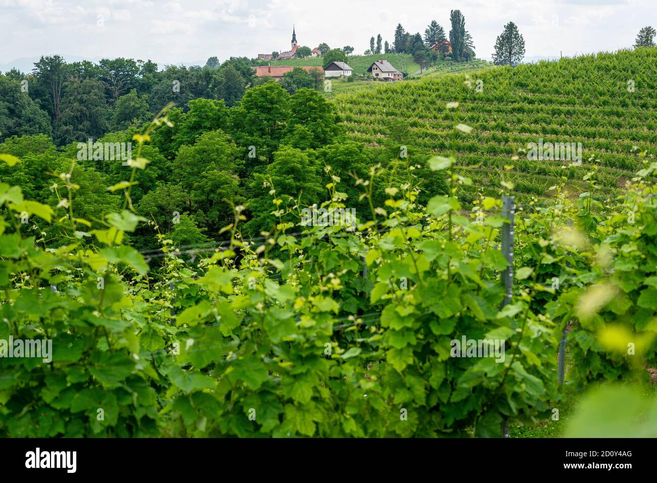 Vignobles traditionnels de Prlekija, dans l'est de la Slovénie Banque D'Images