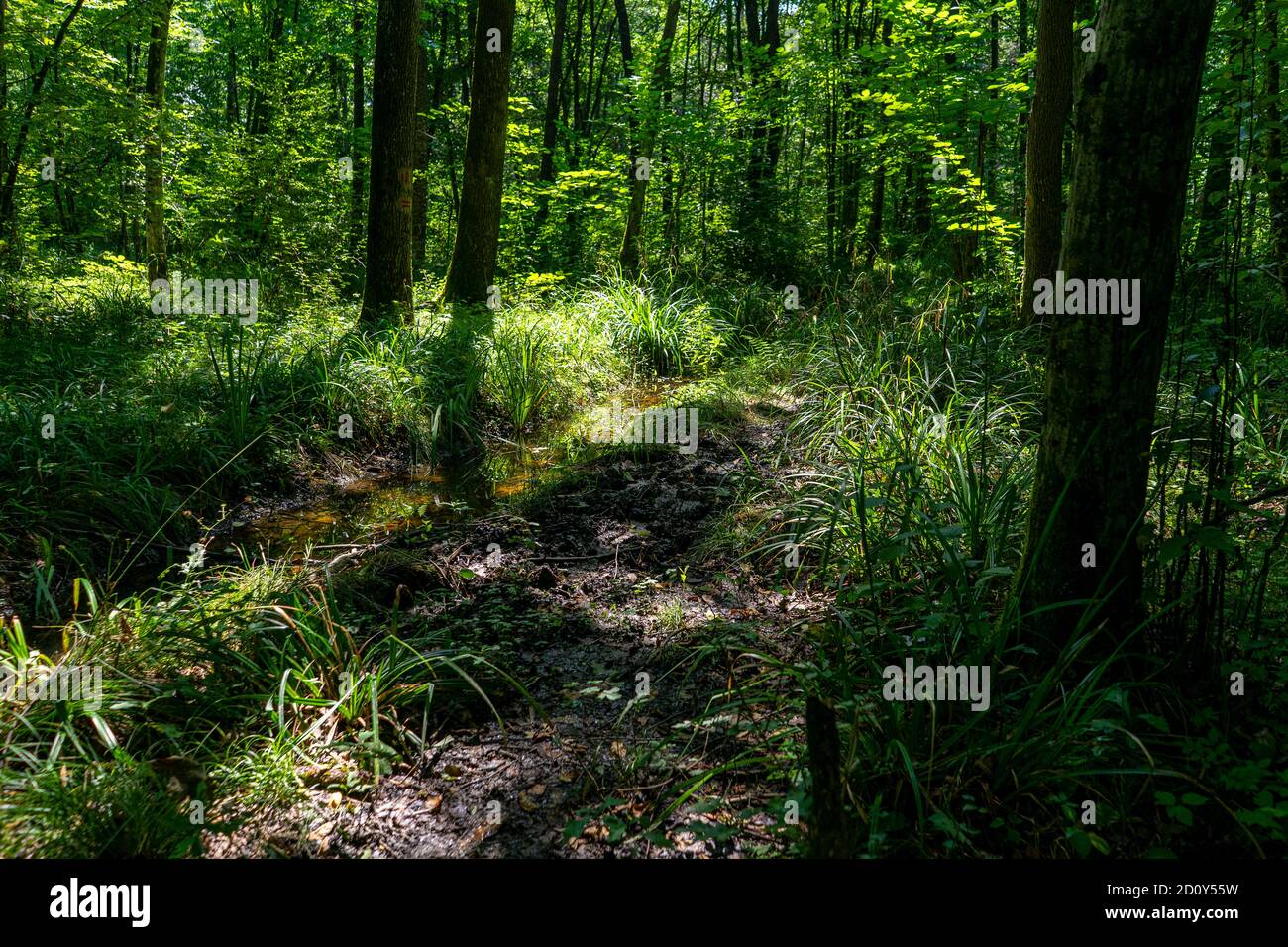 Profondément dans la forêt vierge Banque D'Images