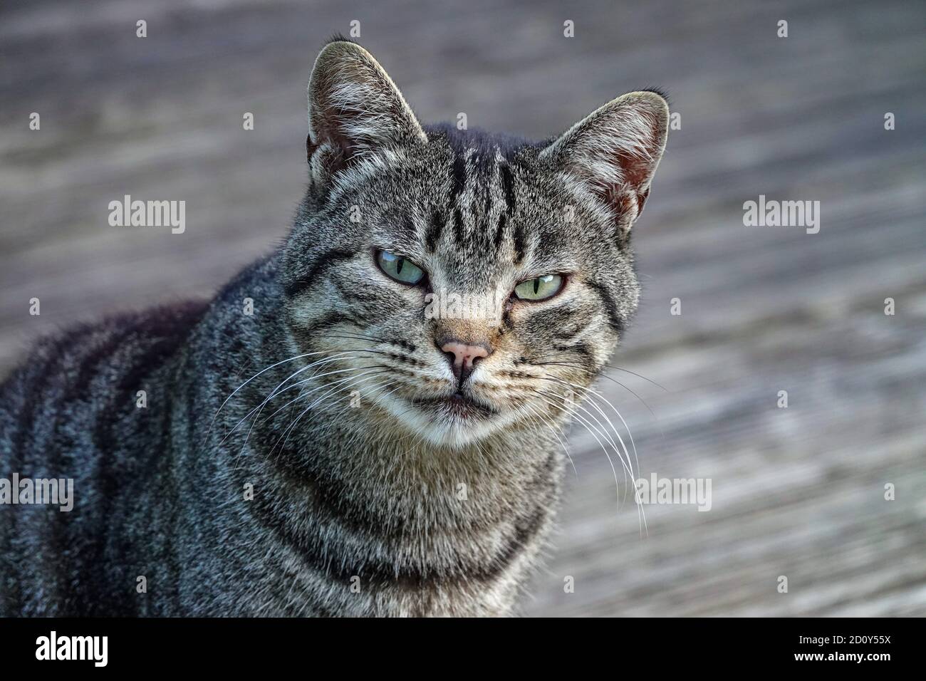 Tête de chat tabby gris classique regardant la caméra. Ariège, France Banque D'Images