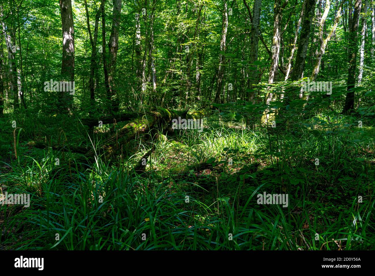 Profondément dans la forêt vierge Banque D'Images