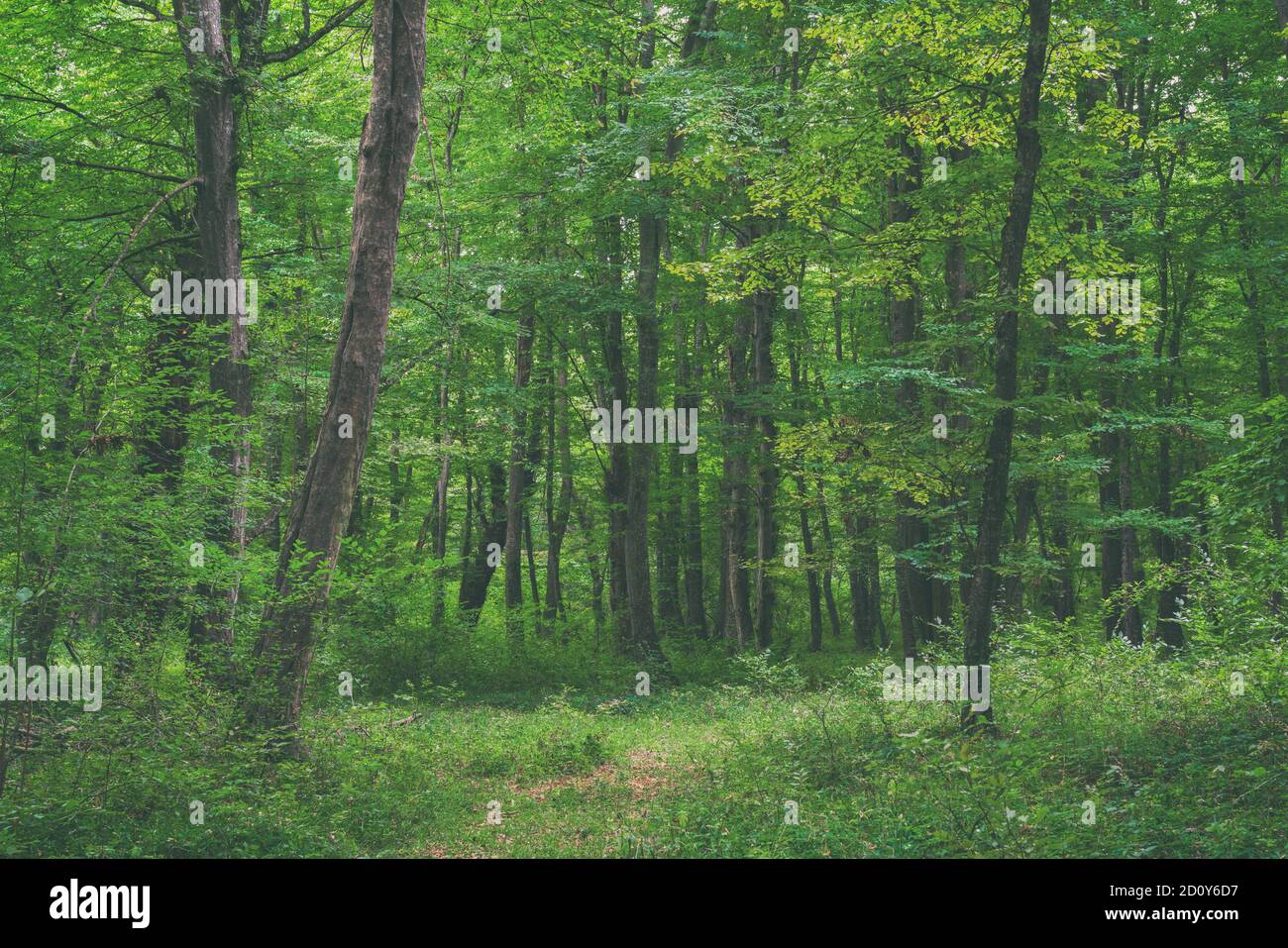 Rayons de soleil à travers les branches des arbres épais dans de denses forêts vert Banque D'Images