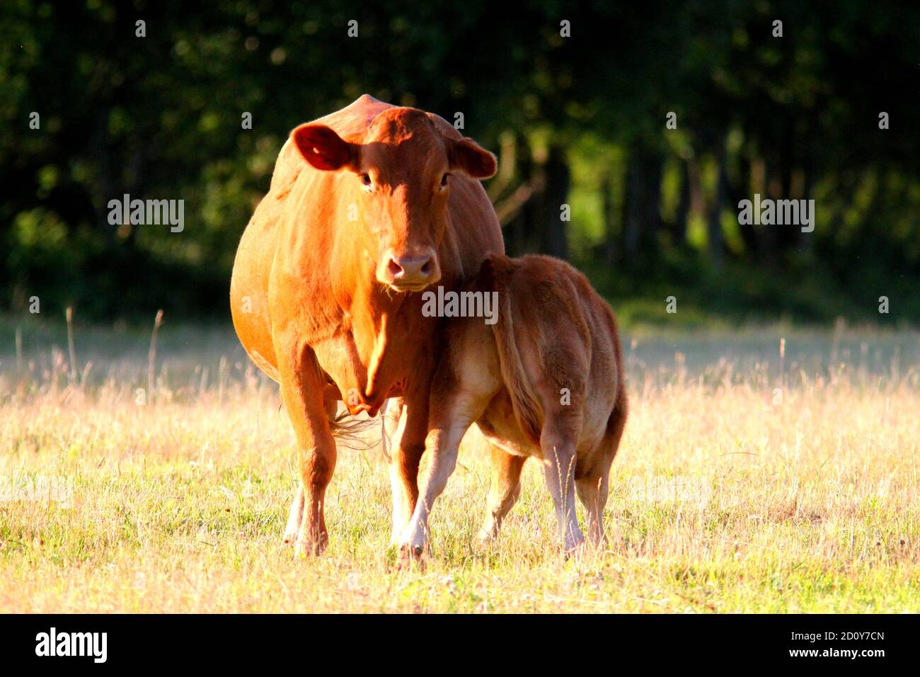 Vache et veau en Jersey dans le Devon Banque D'Images
