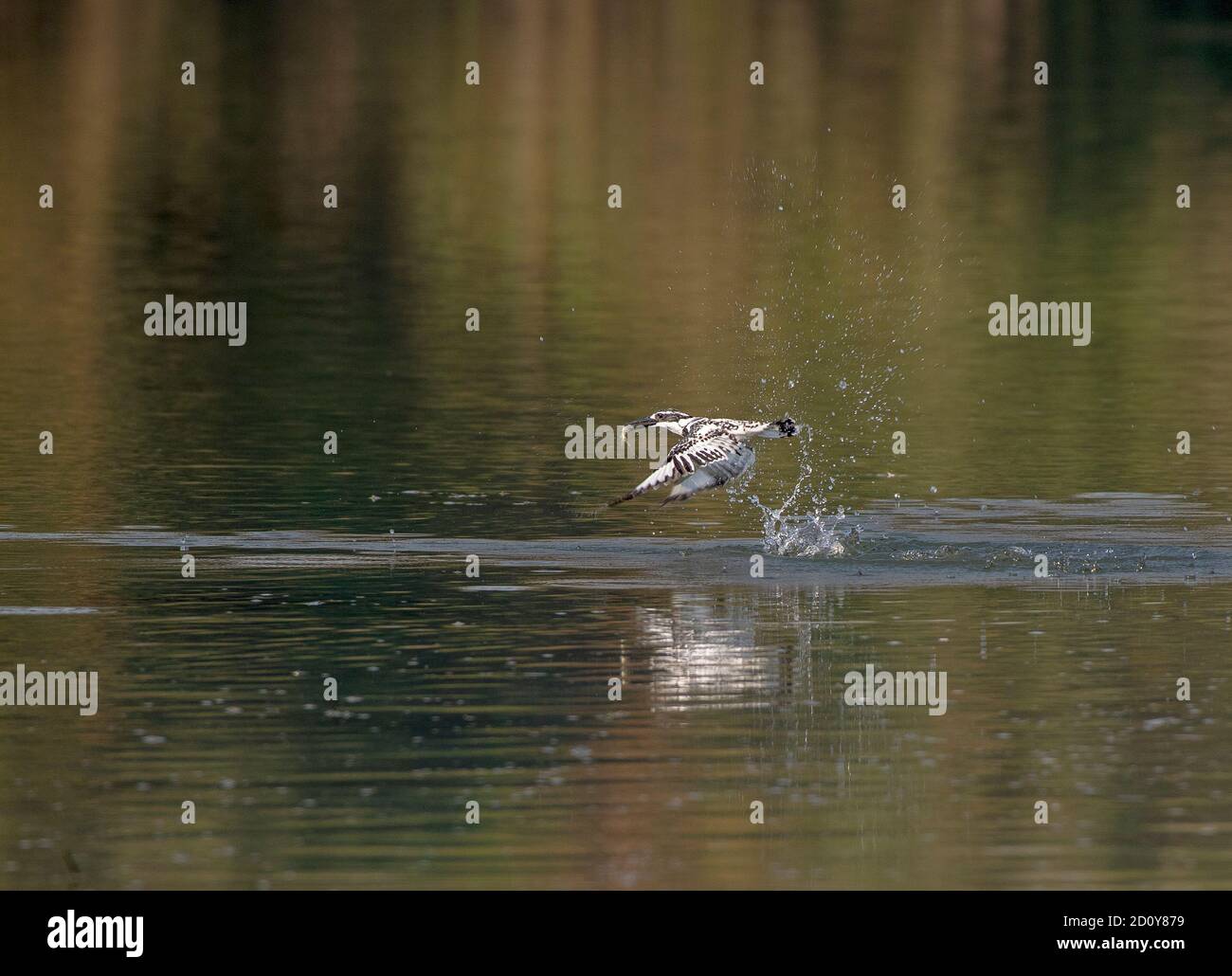 Le kingfisher à pied est une espèce de kingfisher d'eau largement répandue en Afrique et en Asie. Banque D'Images