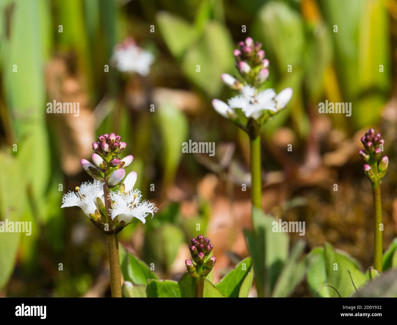 Bogbean, Menyanthes trifoliata, croissant dans un étang, Dumfries & Galloway, Écosse Banque D'Images