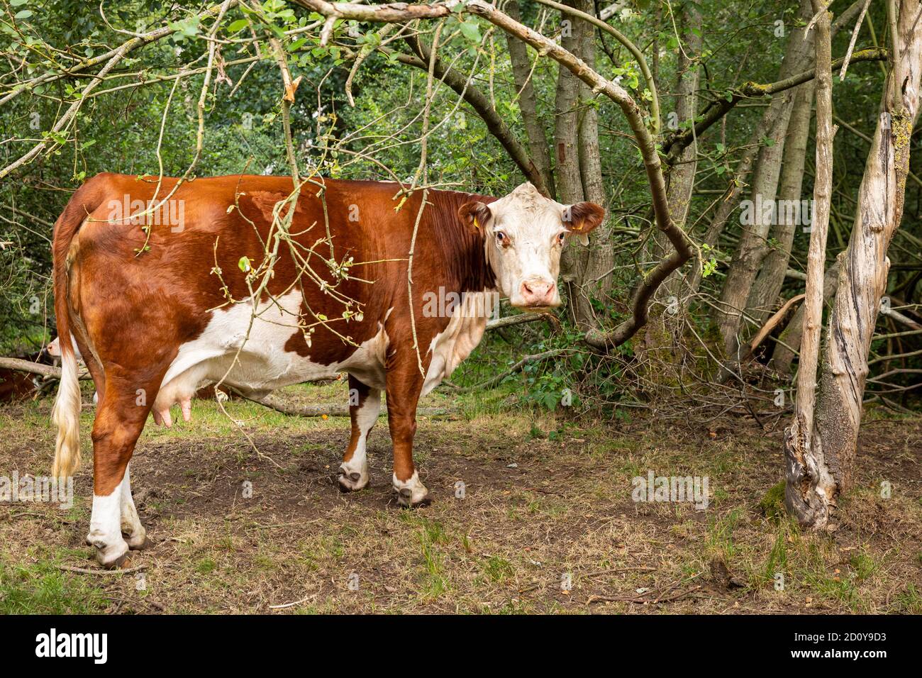 Vache blanche rouge en forêt Banque D'Images