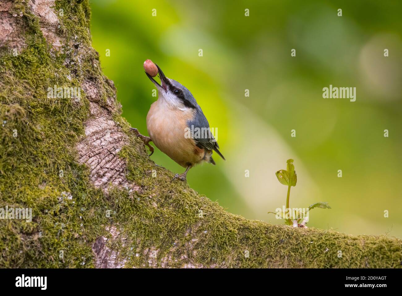 Nuthatch, Sitta europaea, dans un arbre, Dumfries & Galloway, Écosse Banque D'Images