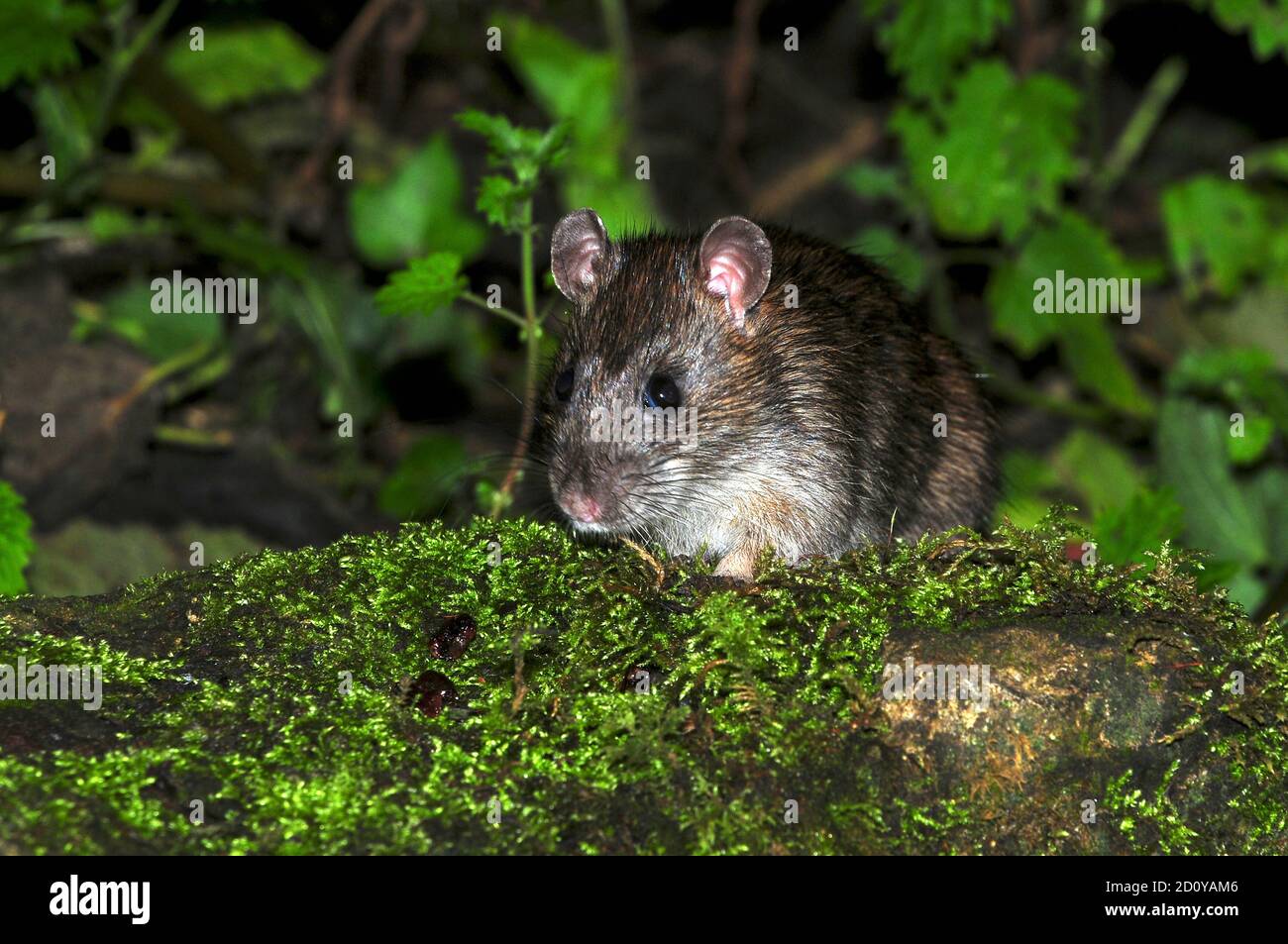 rat brun Banque D'Images