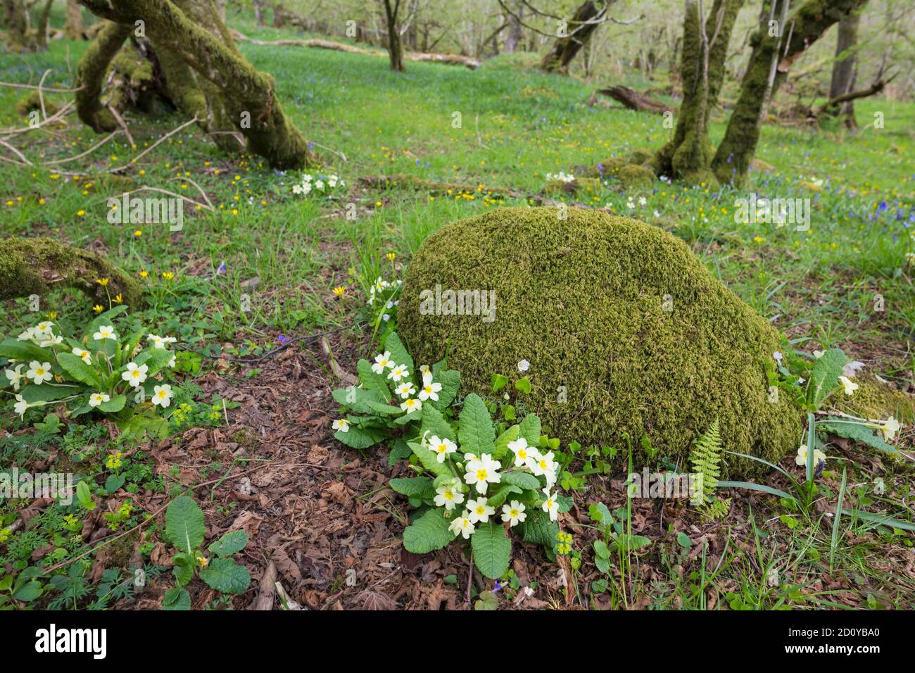 Primrose, Primula vulgaris, dans les bois, Dumfries & Galloway, Écosse Banque D'Images