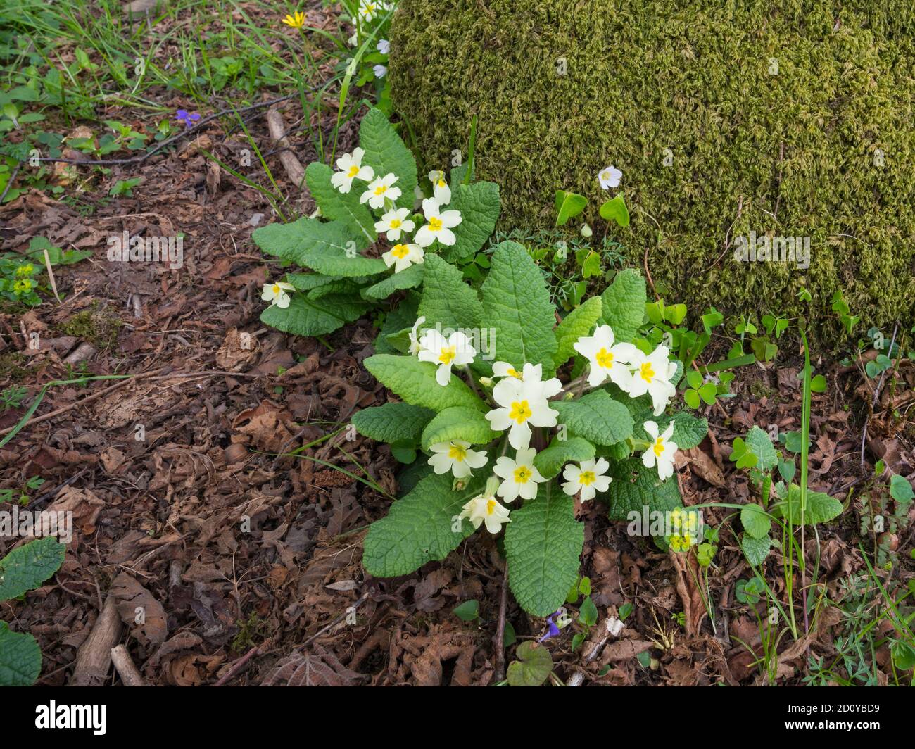 Primrose, Primula vulgaris, dans les bois, Dumfries & Galloway, Écosse Banque D'Images