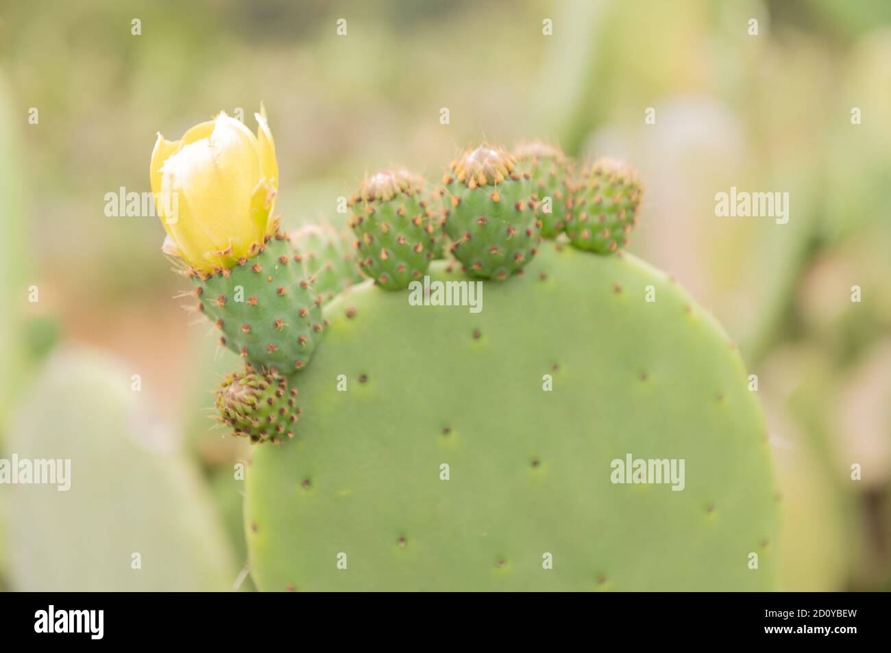 Cactus nopal Banque D'Images