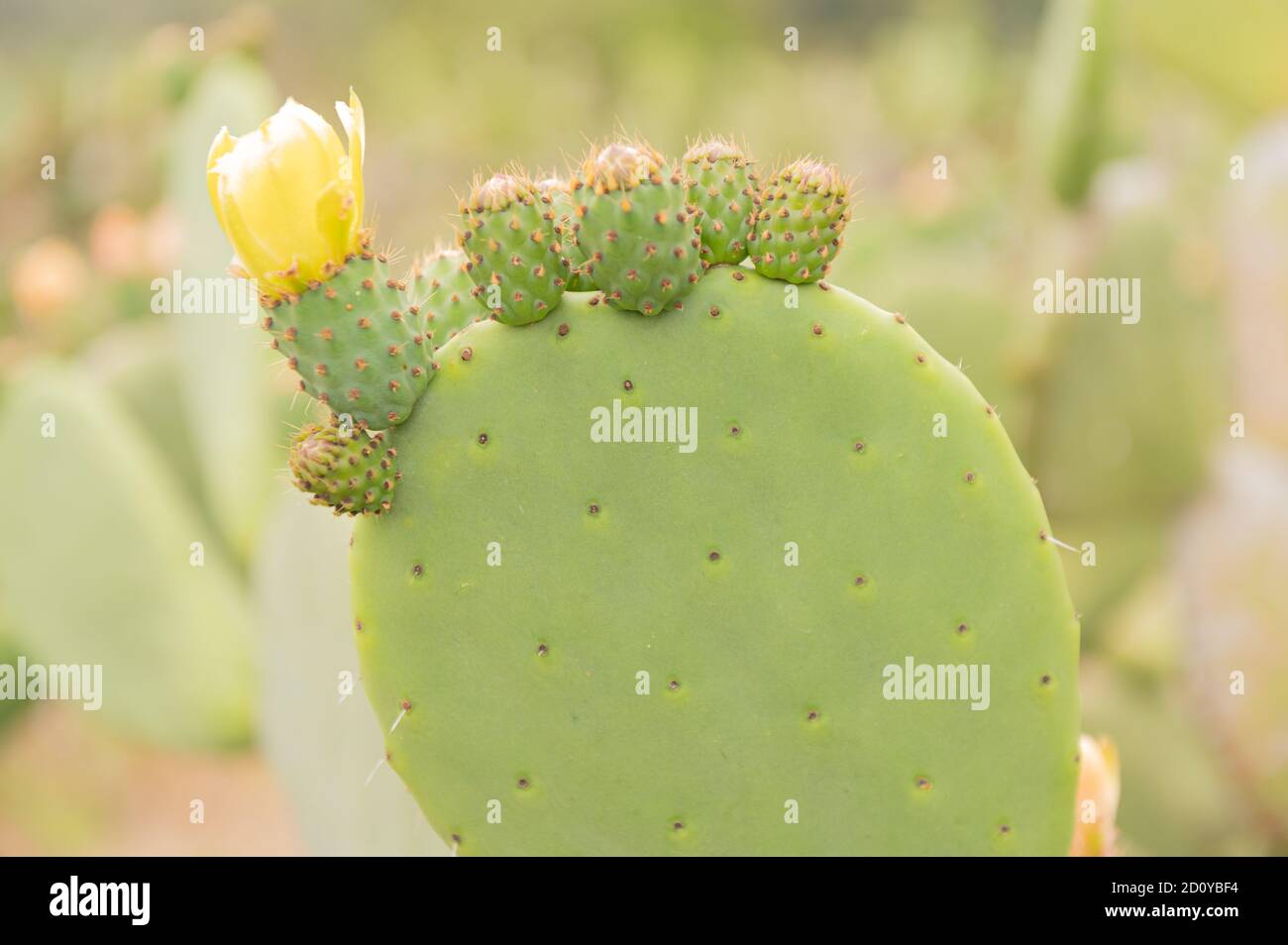 Cactus nopal Banque D'Images