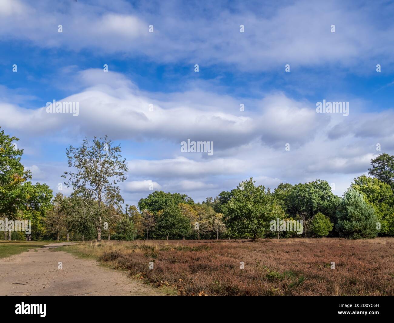 Vue sur le paysage près du lac Virginia Water, réservoir. Surrey, Angleterre, Royaume-Uni. Banque D'Images