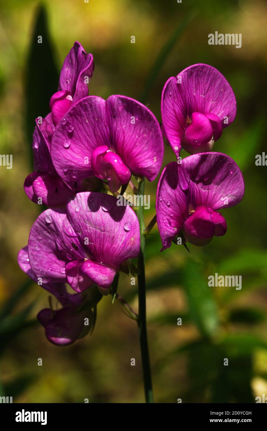 Pea doux vivace, alias Pea éternel à feuilles larges, Pea éternel, Pea doux Hardy, Pea vivace ou Peavine vivace, fleurs roses vives sous Banque D'Images