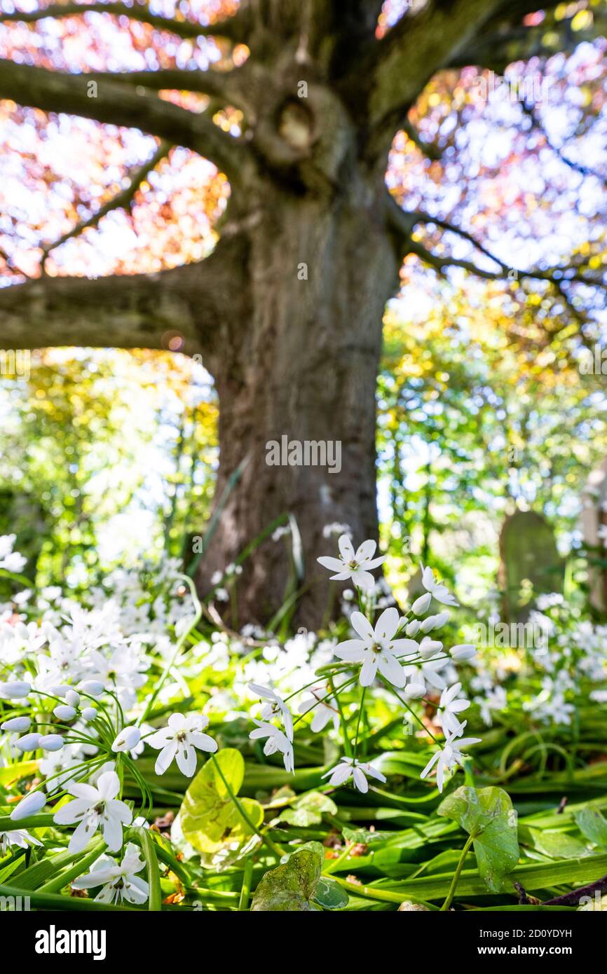 Vue rapprochée au rez-de-chaussée de petites fleurs blanches, l'ail de Naples, croissant dans les bois avec hors foyer grand arbre en arrière-plan dominant. Banque D'Images