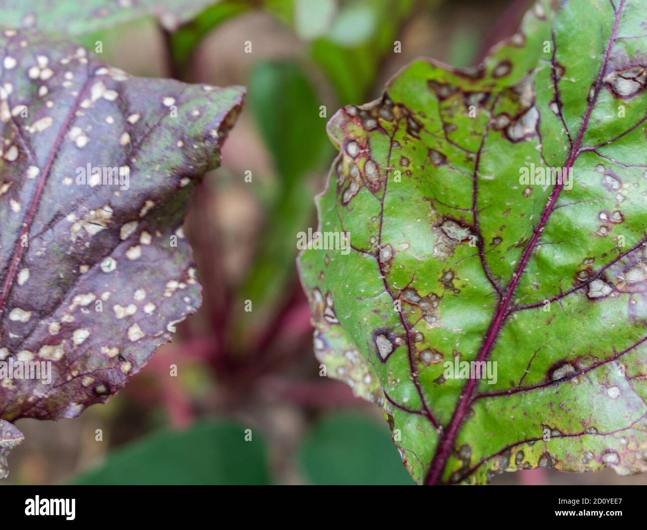Cercospora beticola taches blanches sur des feuilles de bette à carde rouge Banque D'Images