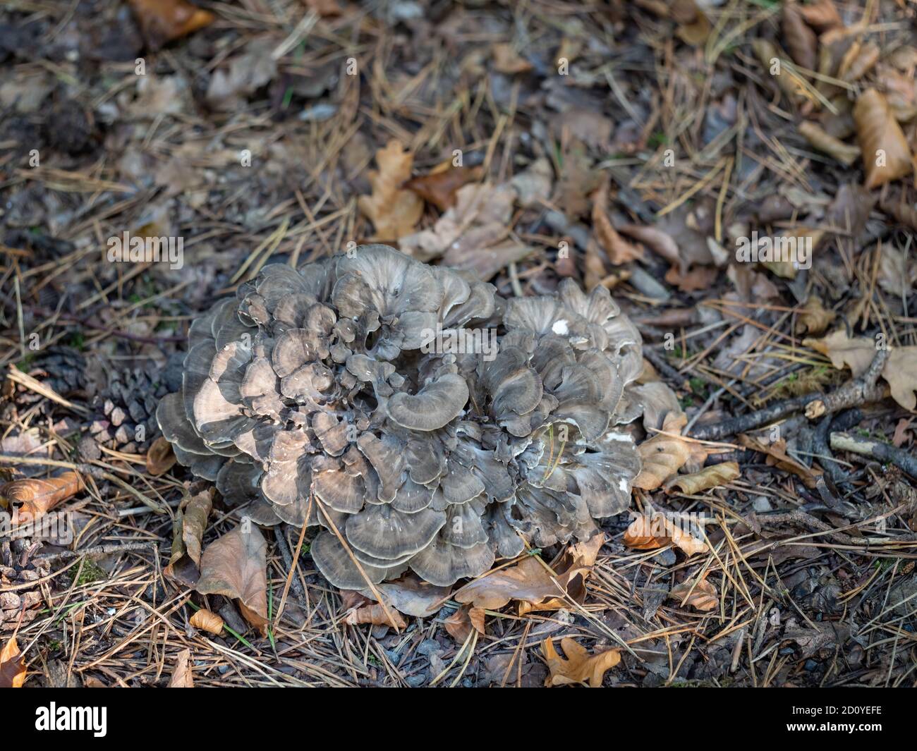 Poule des Bois champignons alias Grifola frondosa. Comestibles. Banque D'Images