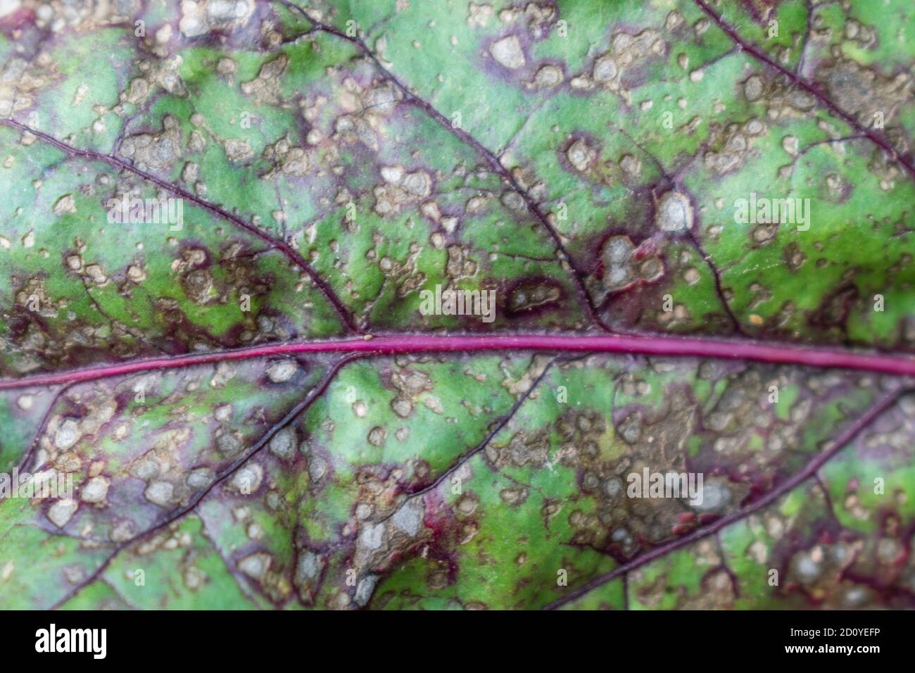 Gros plan de Cercospora beticola, tache blanche de feuilles sur le verger suisse rouge Banque D'Images
