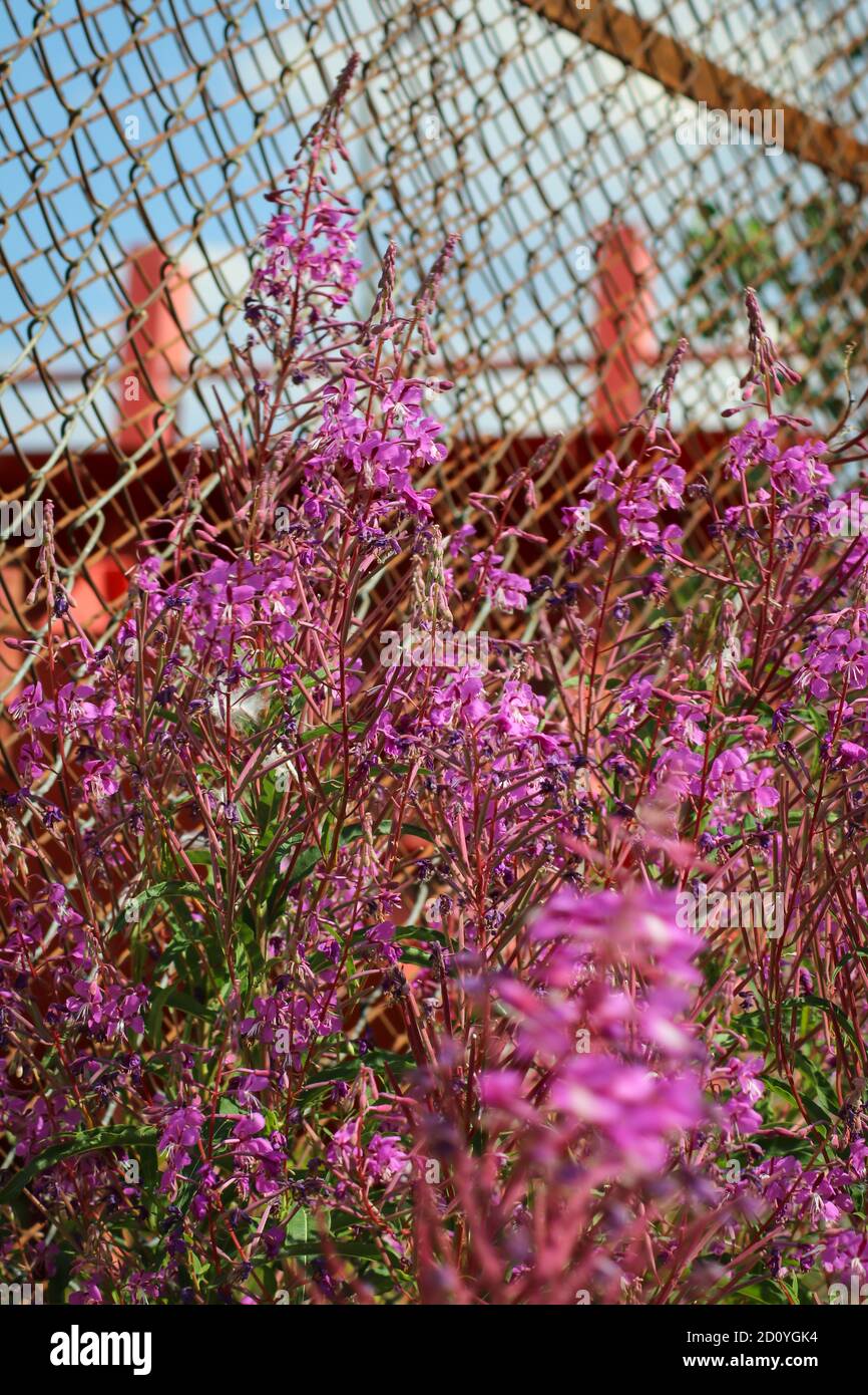 Fleur rose contre une clôture rouillée Banque D'Images