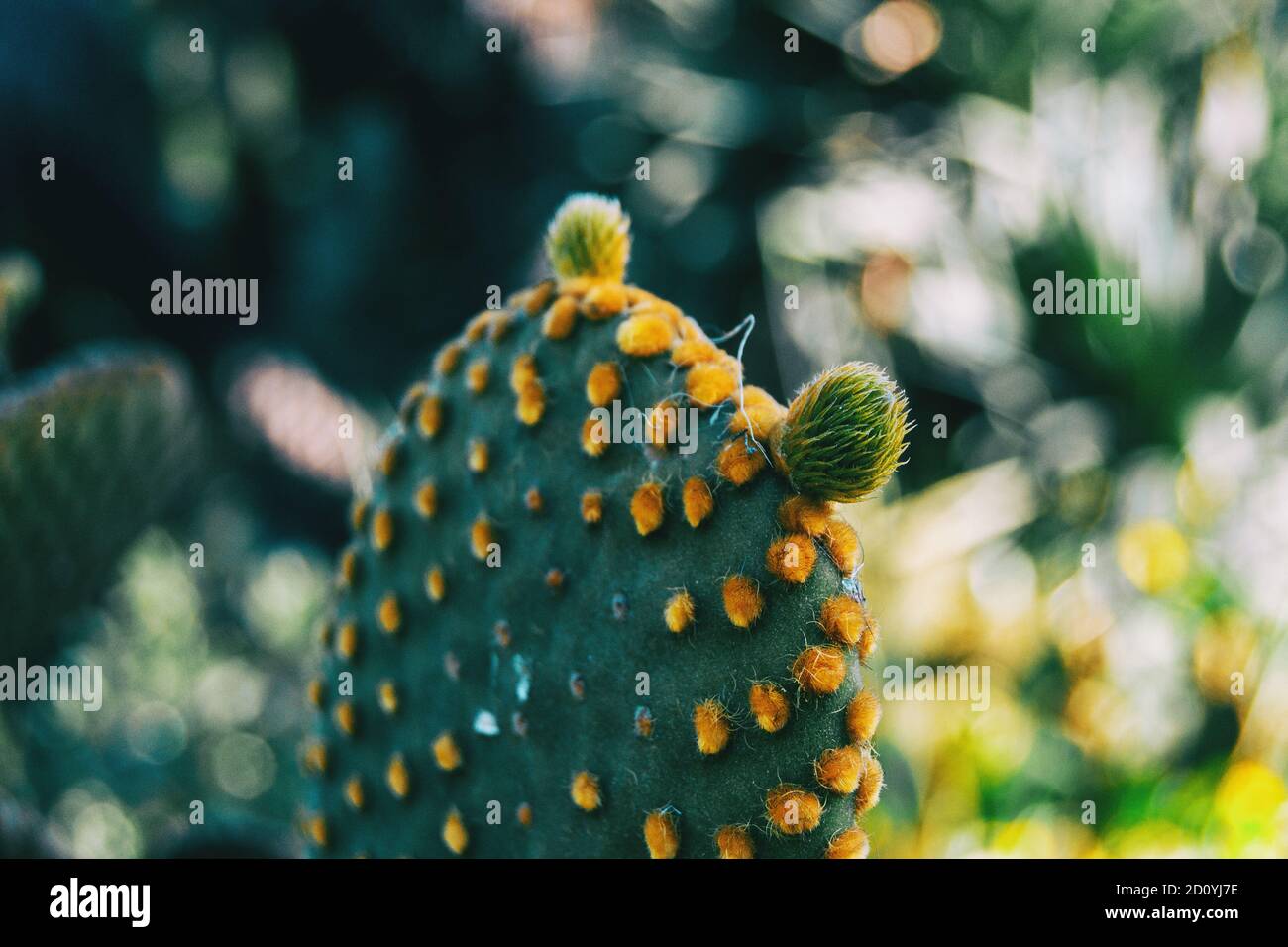 Close-up d'un cactus Opuntia microdasys avec deux boutons sur le dessus Banque D'Images