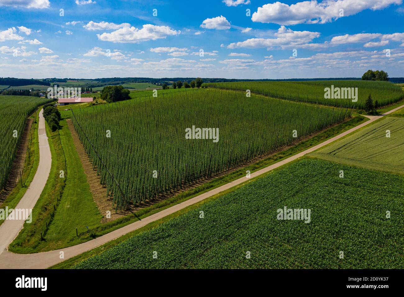 Vue aérienne des champs de houblon en Bavière, Allemagne Banque D'Images