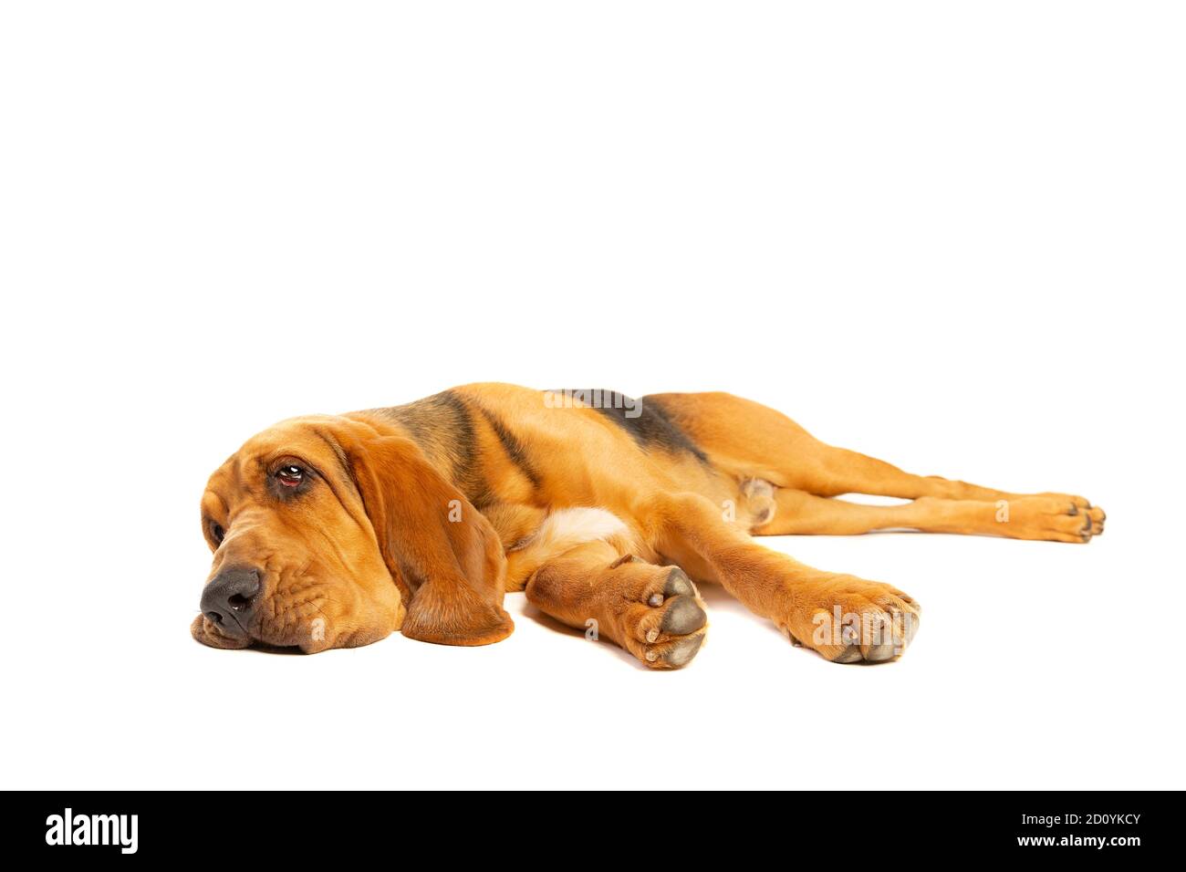 chien de sang devant un fond blanc Banque D'Images