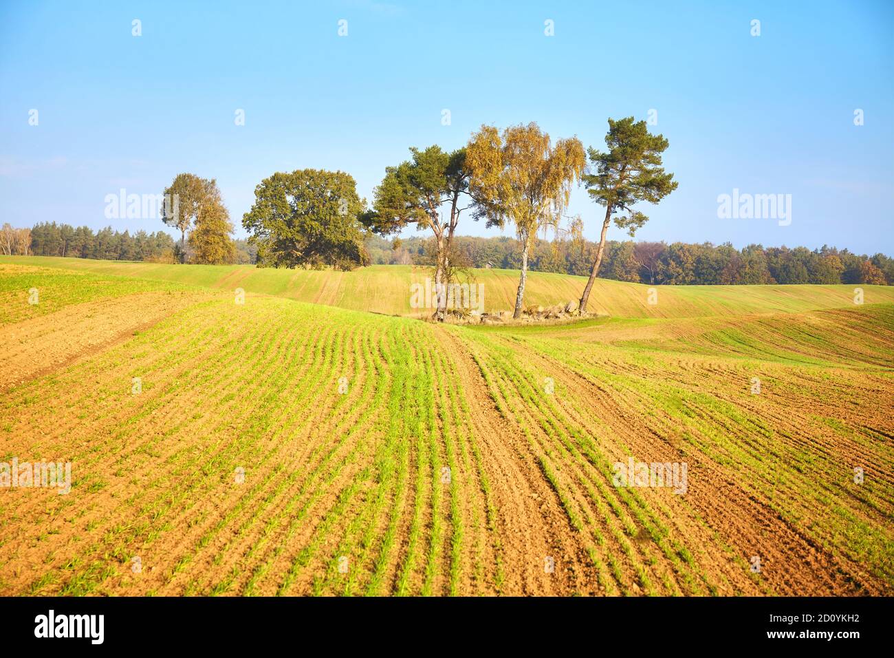 Paysage d'automne avec des arbres sur un terrain. Banque D'Images