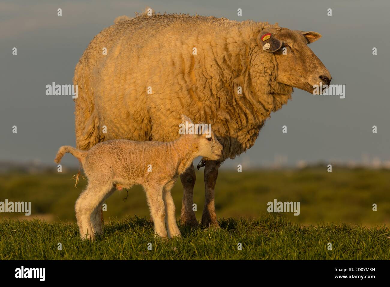 Schaf mit Lamm Banque D'Images