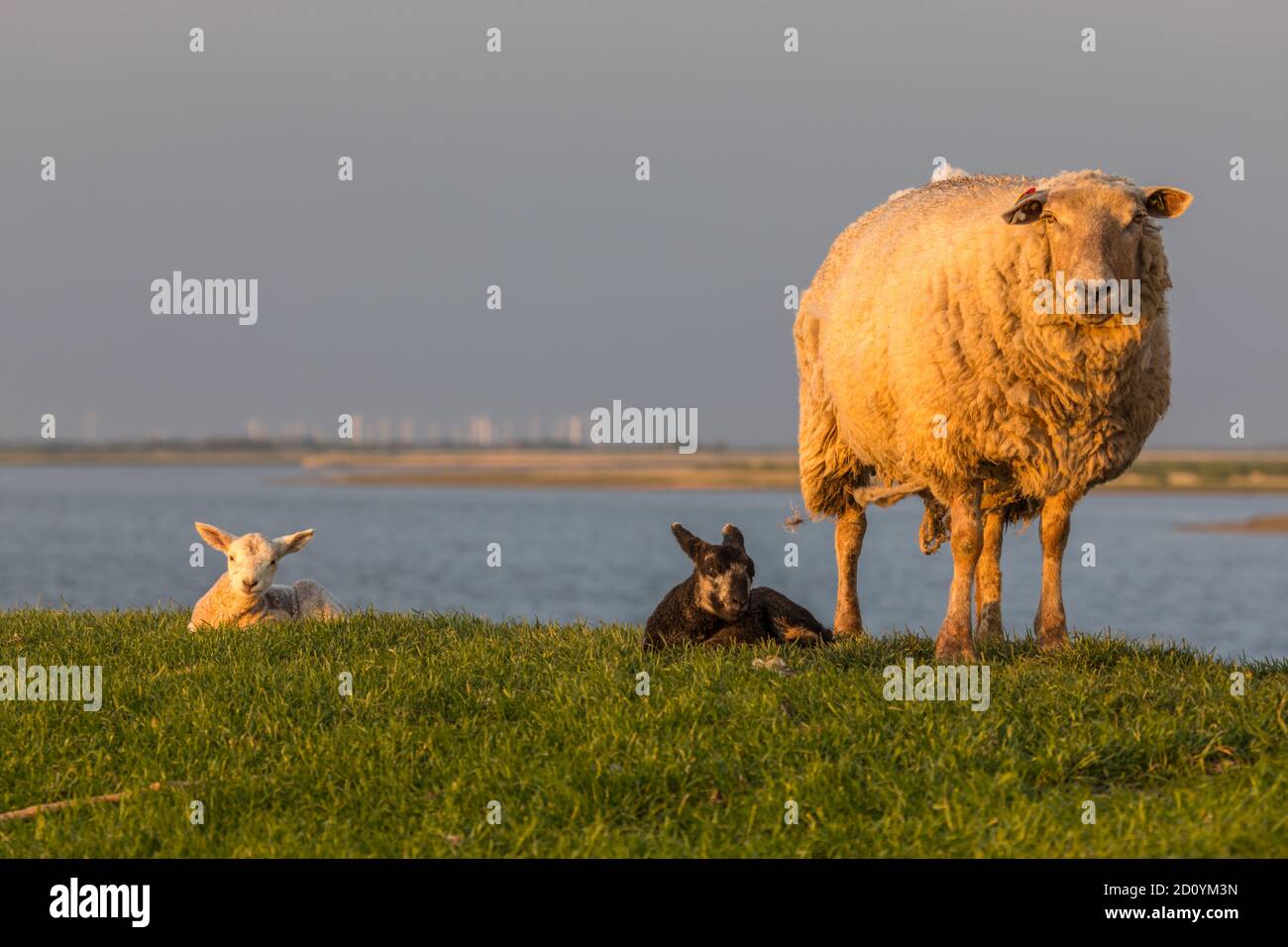 Schaf mit Lamm Banque D'Images