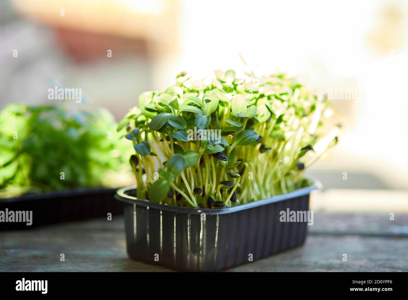 Gros plan du tournesol au basilic dans la boîte, germination des