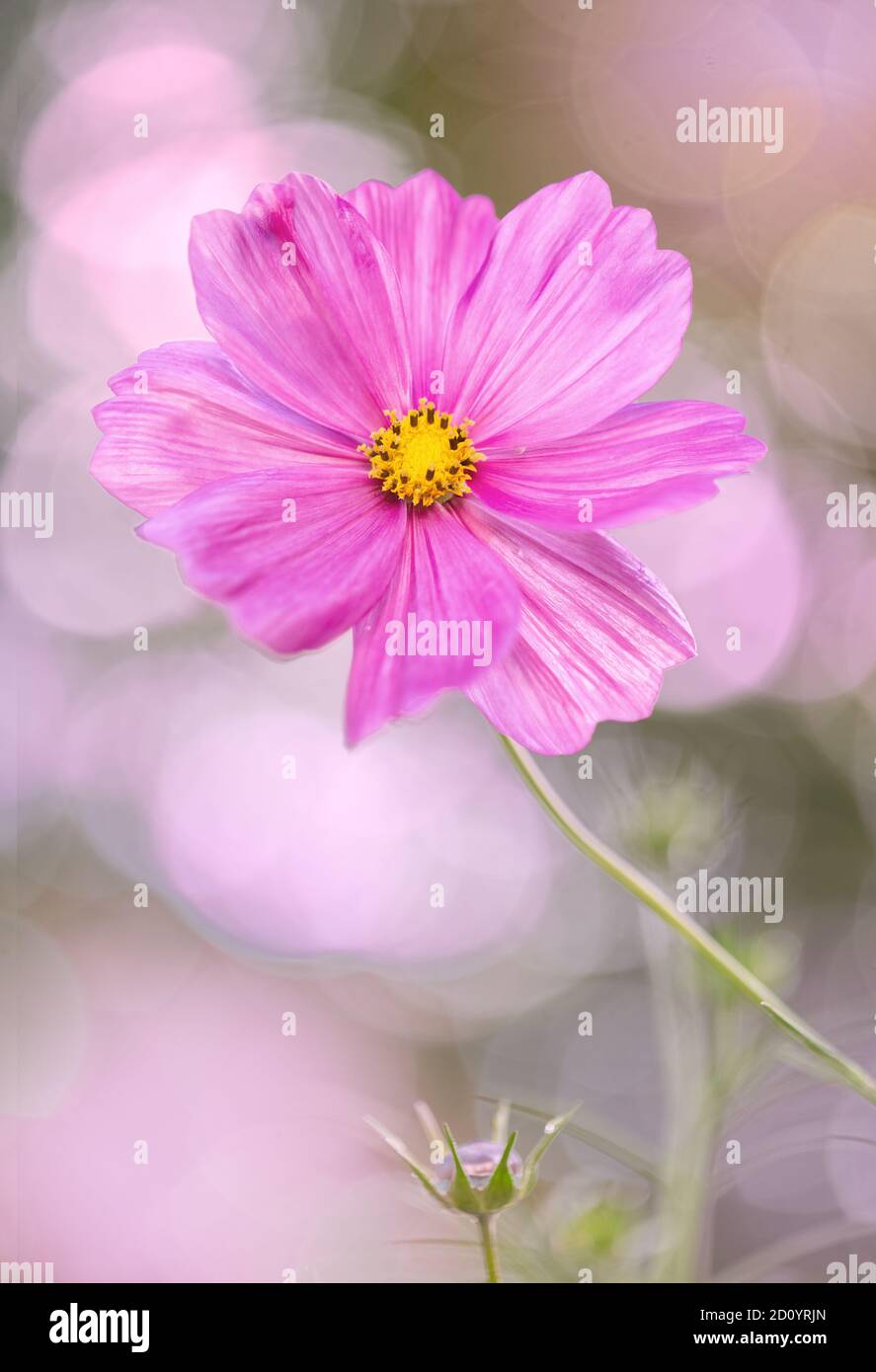 Gros plan de fleur de cosmos rose douce avec bokeh Banque D'Images