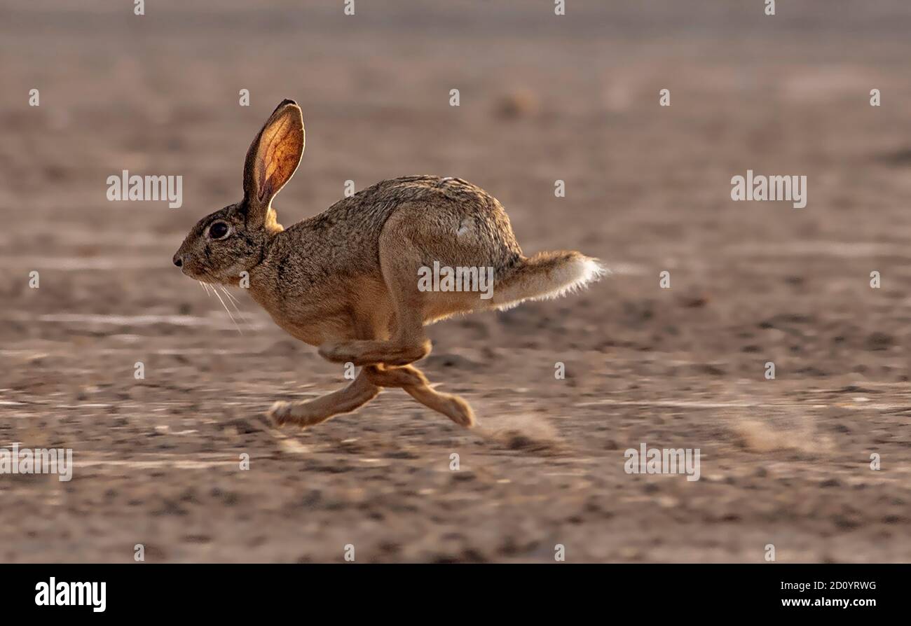 Les lièvres (Lepus) et les lapins sont des léporidés appartenant au genre Lepus. Les lièvres sont classées dans la même famille que les lapins. Banque D'Images