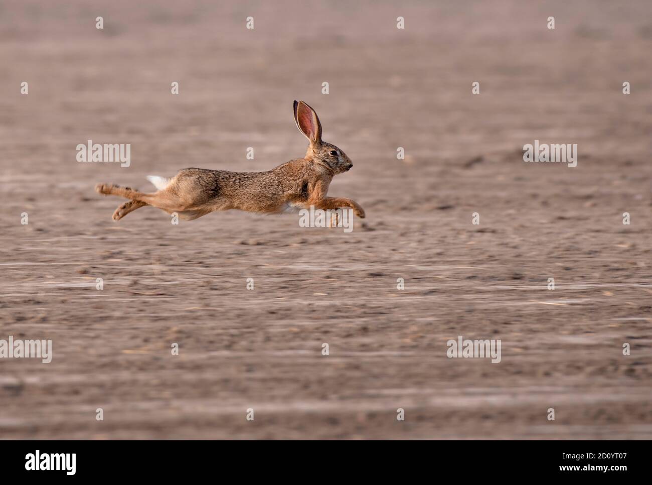 Les lièvres (Lepus) et les lapins sont des léporidés appartenant au genre Lepus. Les lièvres sont classées dans la même famille que les lapins. Banque D'Images