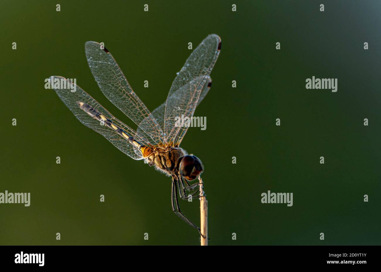 Une libellule est un insecte appartenant à l'ordre Odonata, l'infraordre Anisoptera. Banque D'Images