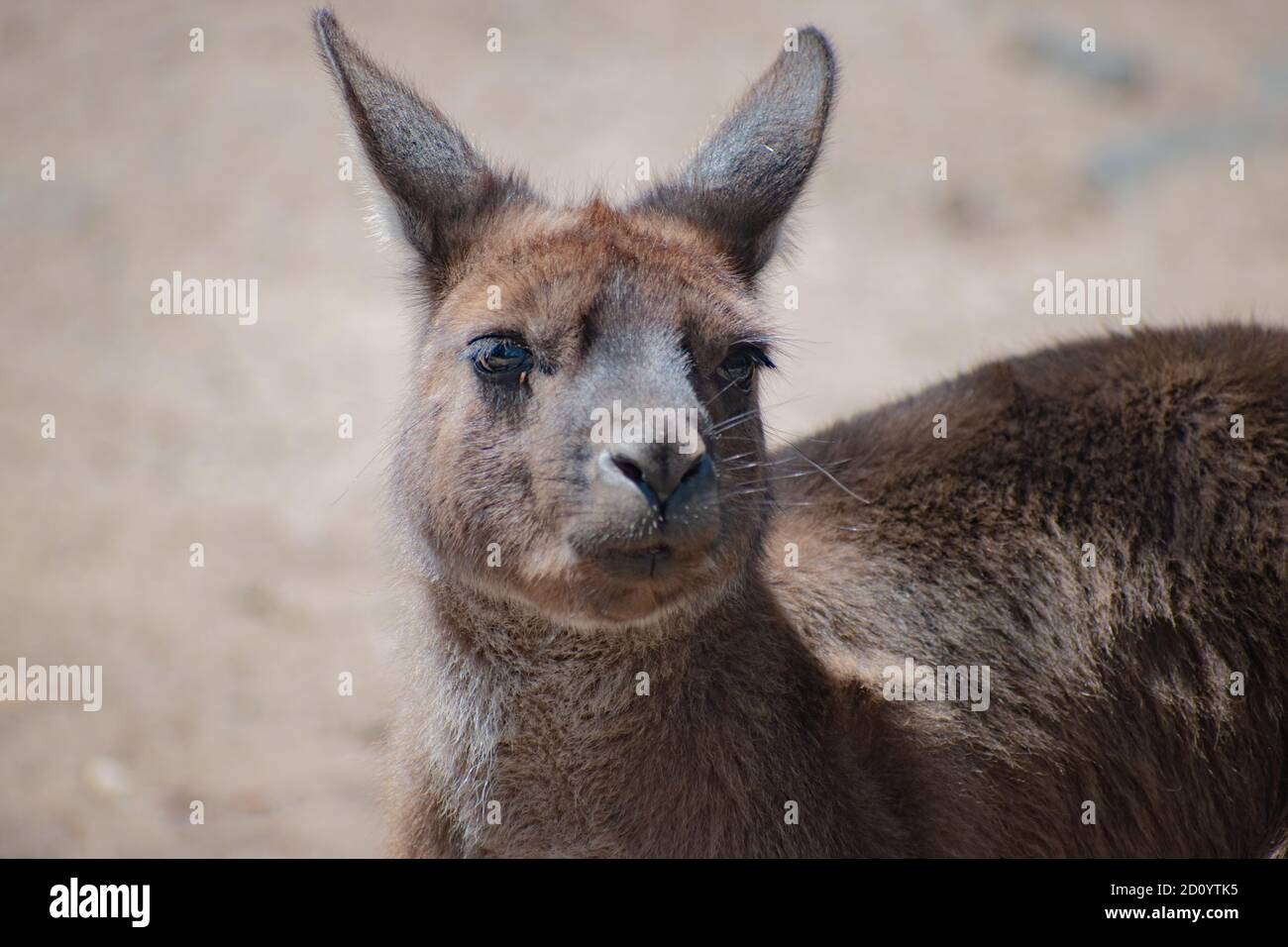 Un portrait d'un kangourou Banque D'Images