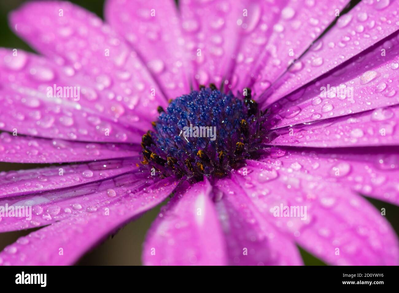 les fleurs de mon jardin Banque D'Images